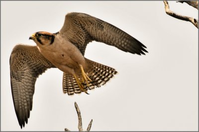 Lanner Falcon flying away