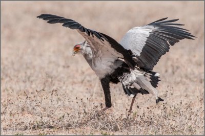 Secretary Bird 2