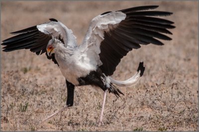 Secretary Bird 4