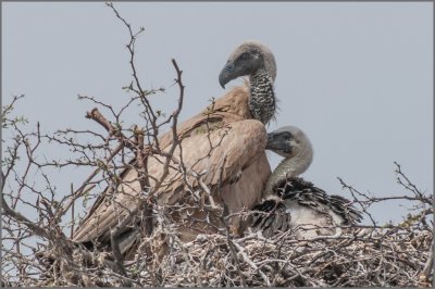 White backed Vulture with young