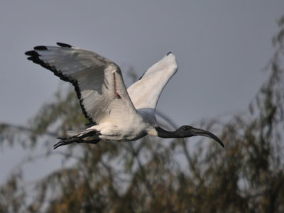 may-21 African Sacred Ibis