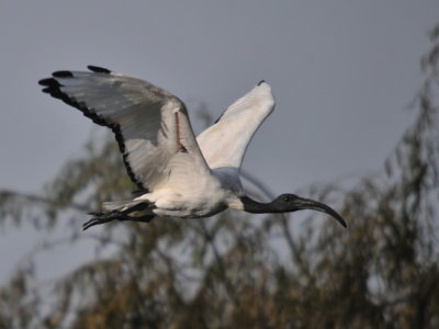   African Sacred Ibis