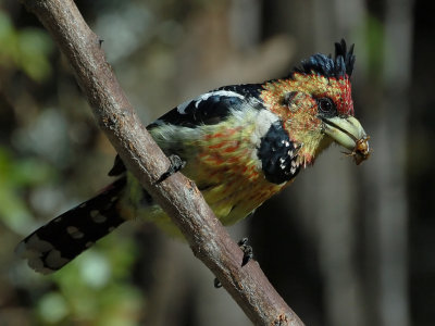 Crested Barbet with cricket