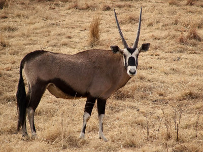 Gemsbok