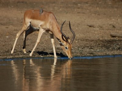 Impala drinking