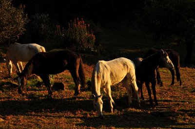 Horses
