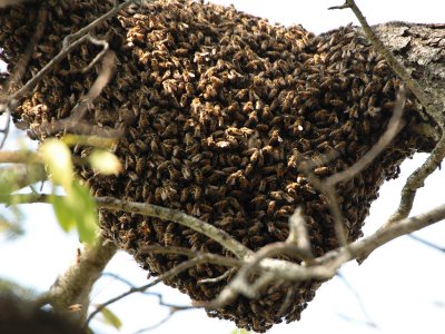 June-06 Honey bees