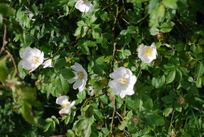 DSC_0098.JPG