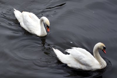 DSC_0410_582.JPG