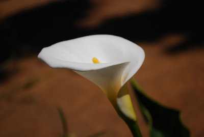 DSC_0033.JPG