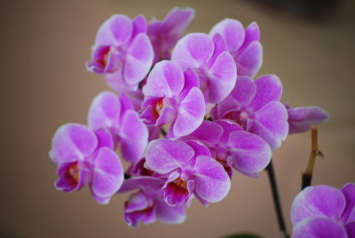 DSC_0064.JPG