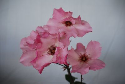 DSC_0076.JPG