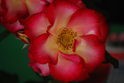 DSC_0081.JPG