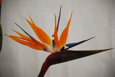 DSC_0111.JPG