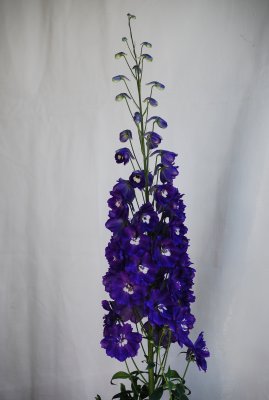 DSC_0114.JPG