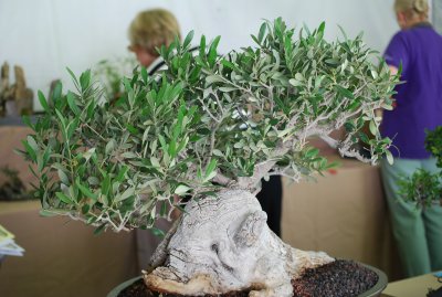 DSC_0116.JPG
