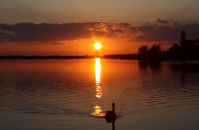 swan.JPG