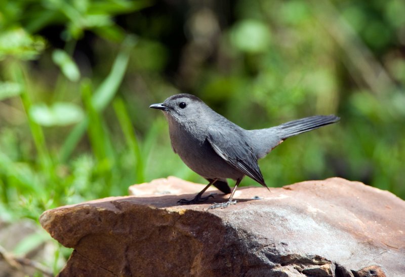 Gray Catbird