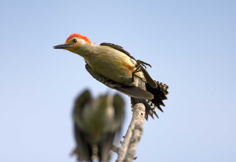 Red Bellied Woodpecker