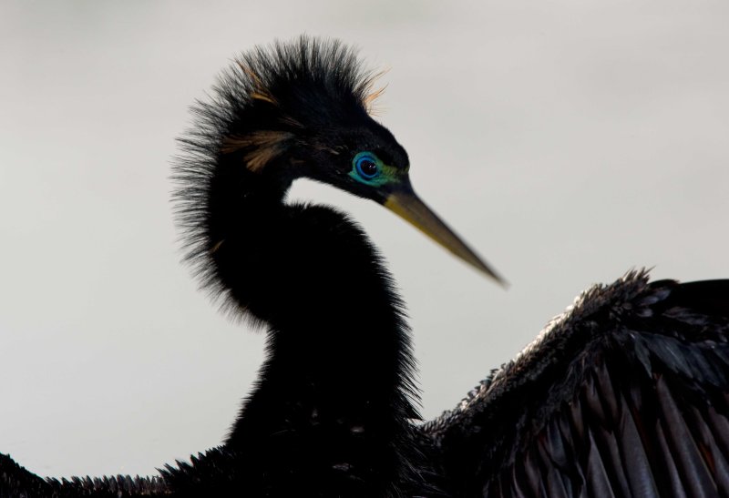 Anhinga