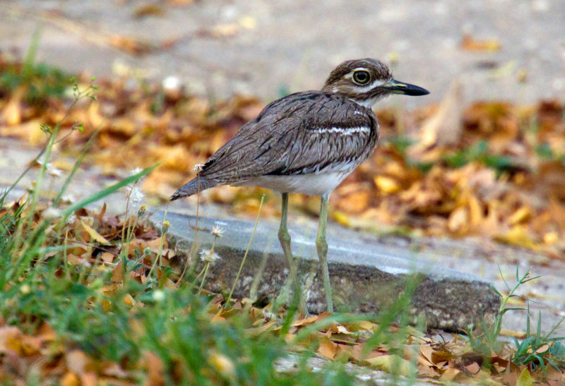 Water Thick Knee