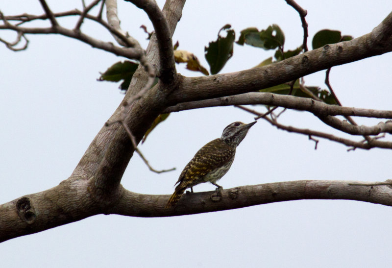 Cardinal Woodpecker