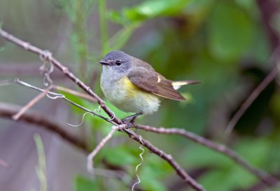 American Redstart (Female)