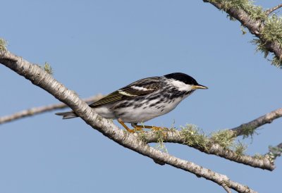 Blackpoll Warbler