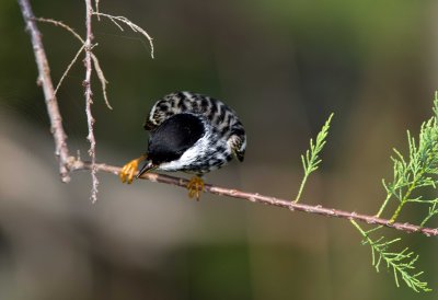 Blackpoll Warbler