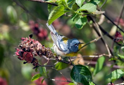 Northern Parula