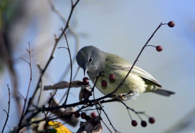 Orange Crowned Warbler