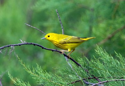Yellow Warbler