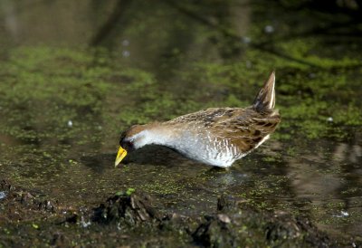 Sora