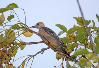 Red Vented Woodpecker