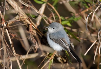 Blue Gray Gnatcatcher