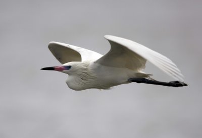 Reddish Egret (white morph)