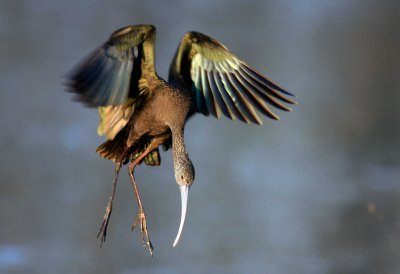 White Faced Ibis