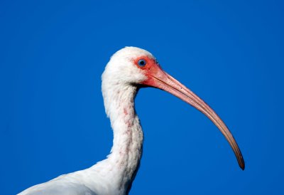 White Ibis