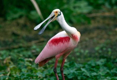 Roseate Spoonbill