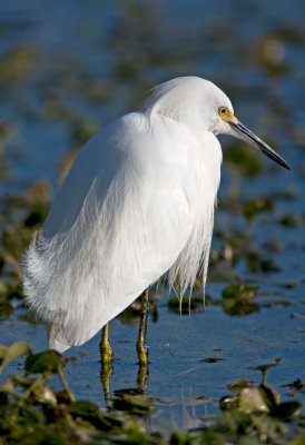 Snowy Egret