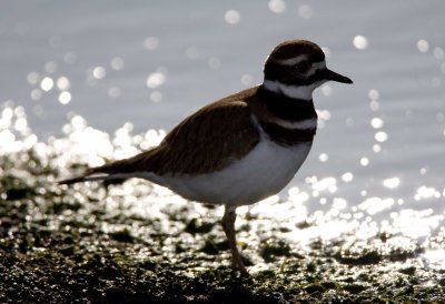 Kildeer