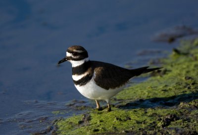 Kildeer