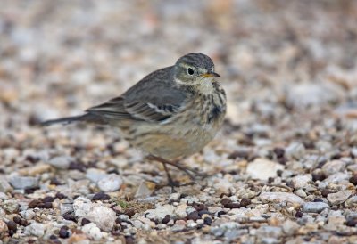 American Pipit