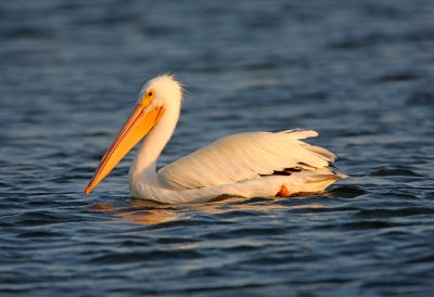 American White Pelican