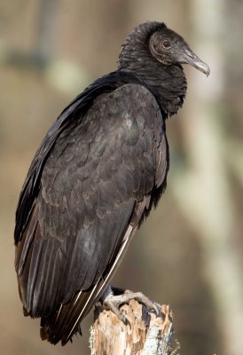 Black Vulture