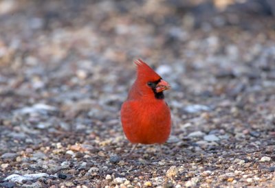 Cardinal