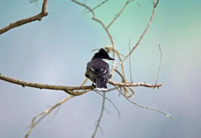 Eastern Kingbird