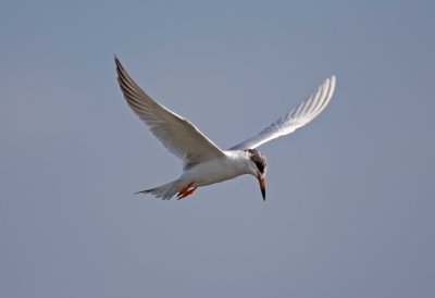 Forsters Tern