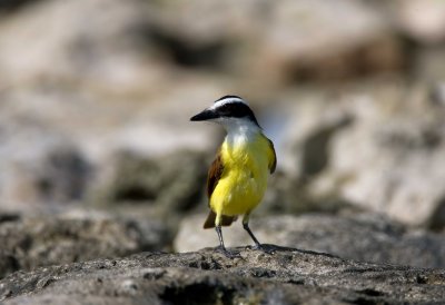 Greater Kiskadee