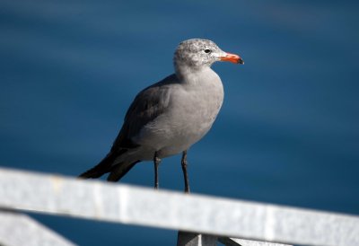 Heermans Gull